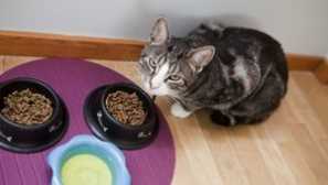 Какво и как да се хранят котка с естествена храна у дома